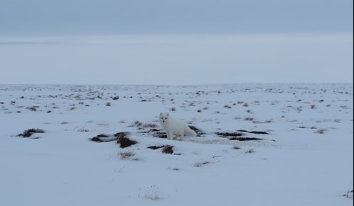 A seemingly friendly Arctic Fox; how will this fellow do?